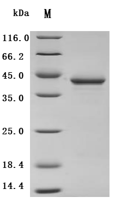 SDS-PAGE