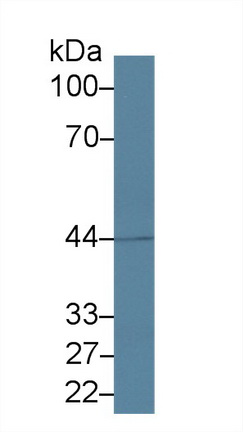 9965