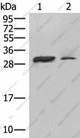 Вестерн-блоттинг, HLA-DPA1, клетки Raji и ткань селезенки человека