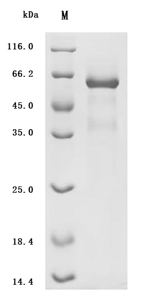 SDS-PAGE