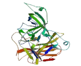 Lysosomal Associated Membrane Protein 2 (LAMP2) Lysosomal Associated Membrane Protein 2 (LAMP2)