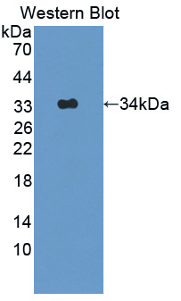57025
