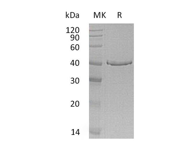 Валидация Elabscience PKSH033290(3625)