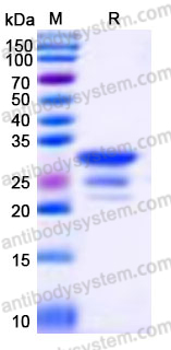 EHE56901, SDS-PAGE