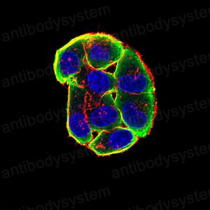 Валидация IF - AntibodySystem RHD99701 (759)
