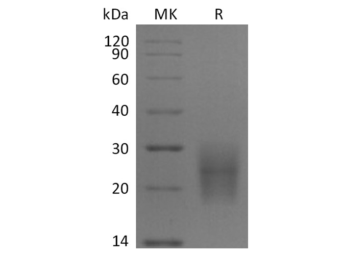 Валидация Elabscience PKSH033508(3812)