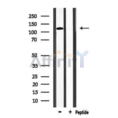 Валидация Affinity DF7966 - 19794