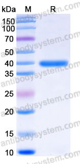 EHD37902, SDS-PAGE