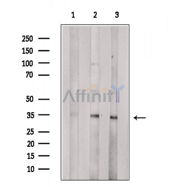 Валидация Affinity DF5180 - 17158
