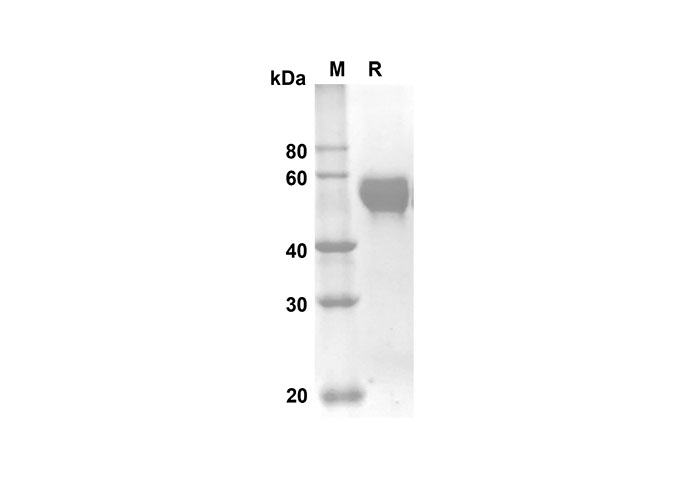 Валидация Elabscience PDMM100081(1051)