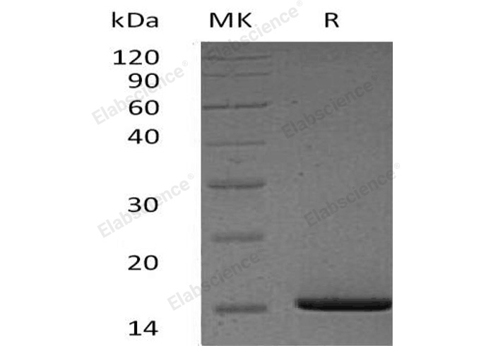Валидация Elabscience PKSH033049(3423)
