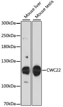 Валидация Elabscience E-AB-64462