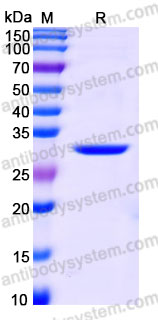EHG82501, SDS-PAGE