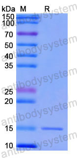 Валидация SDS-PAGE - AntibodySystem RHF99302
