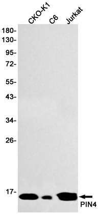 Валидация WB - AssayVector ARM1696 (698)