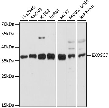 Валидация Elabscience E-AB-68027