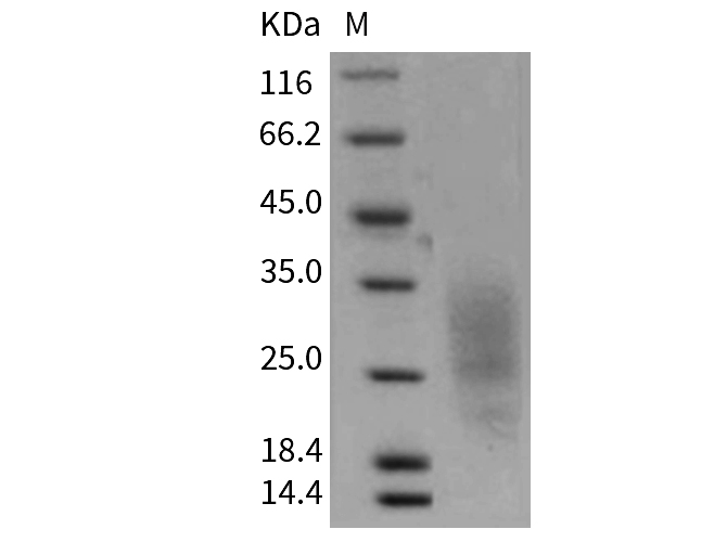 Валидация Elabscience PKSM040383(4383)