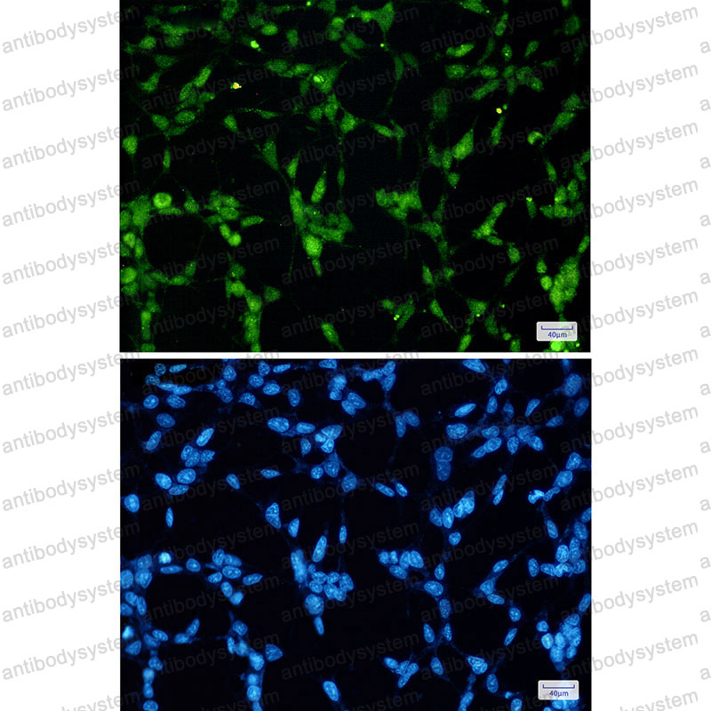 Валидация IF - AntibodySystem RHG42206