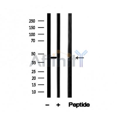 Валидация Affinity AF4710 - 2327