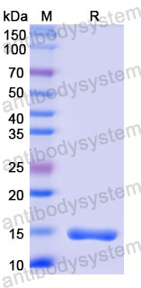 Валидация SDS-PAGE - AntibodySystem RHC21006