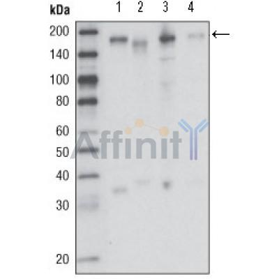 Валидация Affinity BF0576 - 5302