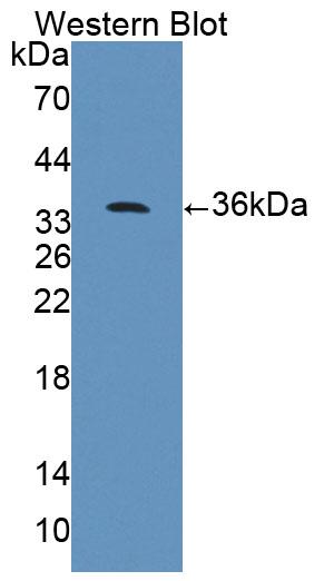 59480