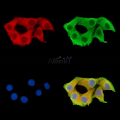 Валидация Affinity DF15040 - 11259