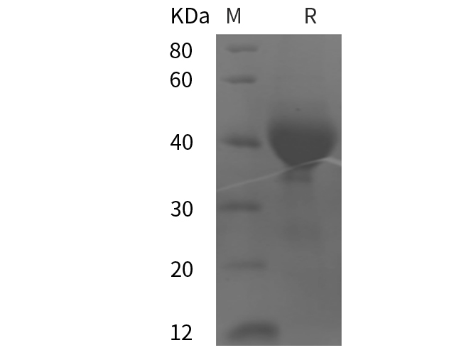 Валидация Elabscience PDMH100094(797)