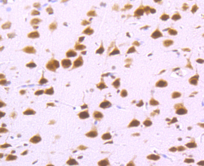 Валидация AssayVector ARM2662(4982)