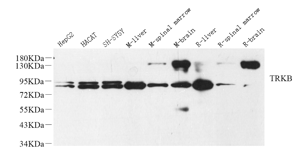 Валидация Elabscience E-AB-70155