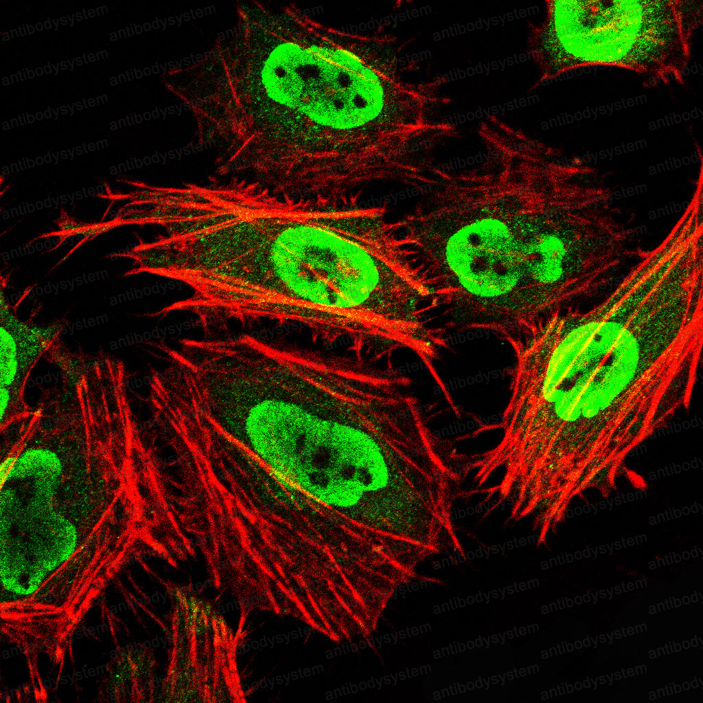 Валидация IF - AntibodySystem RHC03209 (248)