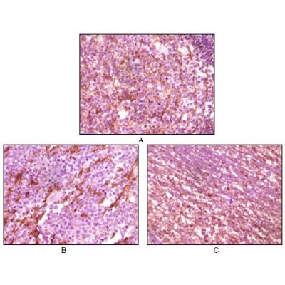 Валидация Affinity BF0267 - 5203