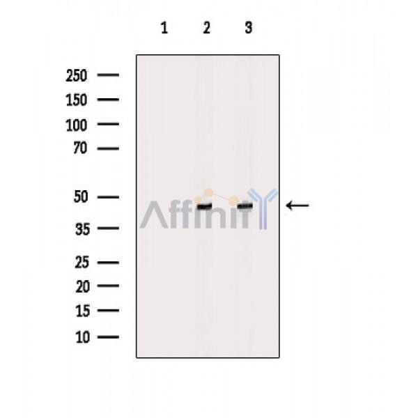 Валидация Affinity DF9669 - 22428