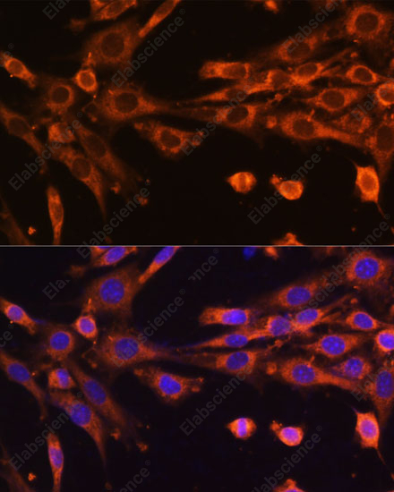 Иммунофлуоресценция, SUPV3L1, клетки NIH-3T3