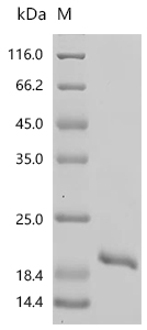 SDS-PAGE