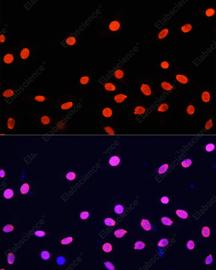 Иммунофлуоресценция, Histone H4, клетки C6