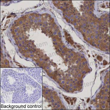 Валидация AntibodySystem RHA40801