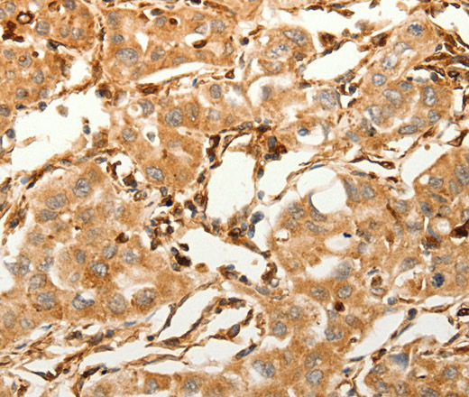 Валидация Elabscience E-AB-16059