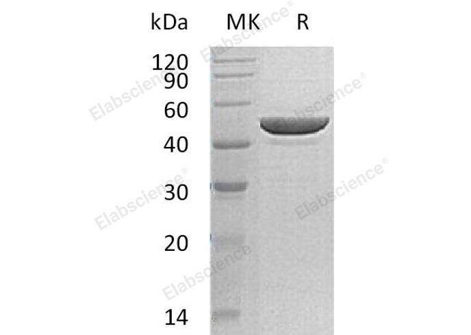 Валидация Elabscience PKSH032952(3345)