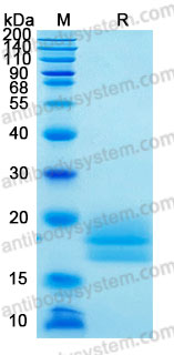 Валидация AntibodySystem AHE25501