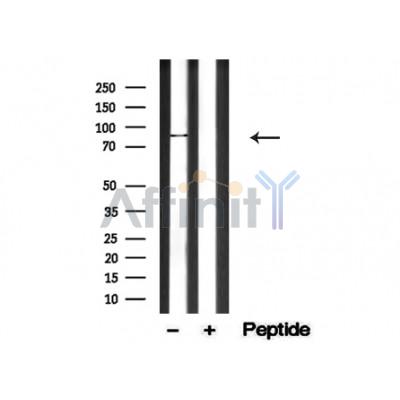 Валидация Affinity AF4806 - 2425
