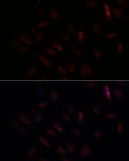 Валидация Elabscience E-AB-63471