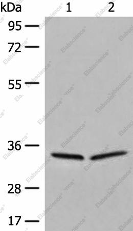 Вестерн-блоттинг, DIMT1, клетки 231 и Raji