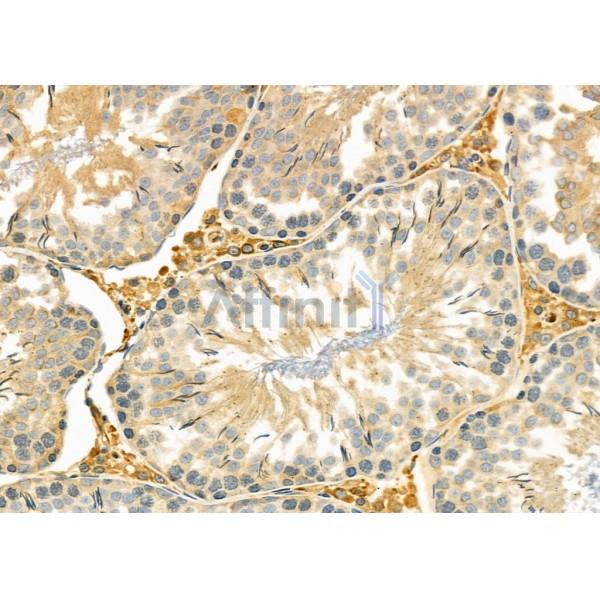 Валидация Affinity DF8968 - 21153