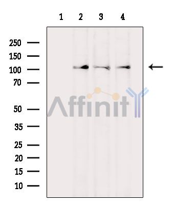 Валидация Affinity AF5365 - 2977