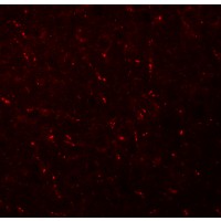 Валидация AssayVector ARM2087(3275)