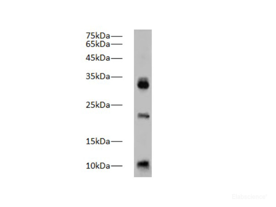 Вестерн-блоттинг, Caspase-1, лизат целого организма рыбки данио