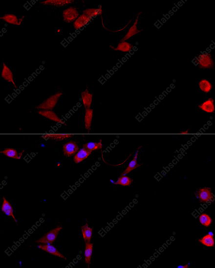 Иммунофлуоресценция, CD40L, клетки NIH/3T3