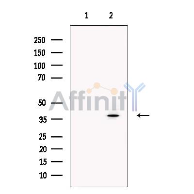 Валидация Affinity DF13429 - 8742