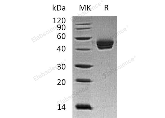 Валидация Elabscience PKSH032356(2845)